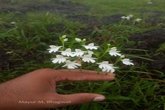 Habenaria panchganiensis